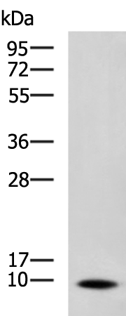 Rabbit Polyclonal Antibody to NREP