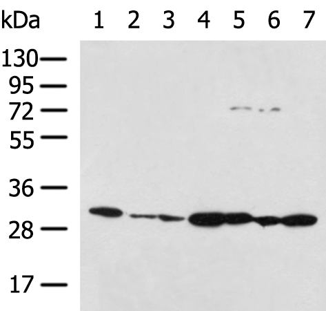 Rabbit Polyclonal Antibody to PRDX4