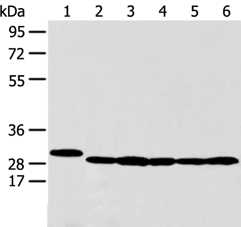 Rabbit Polyclonal Antibody to PRDX4