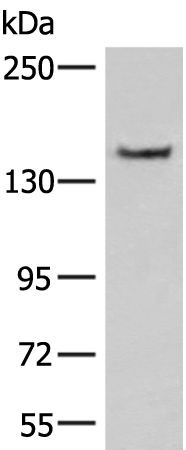 Rabbit Polyclonal Antibody to NCAN