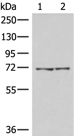 Rabbit Polyclonal Antibody to AGAP4
