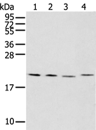 Rabbit Polyclonal Antibody to KLRC2