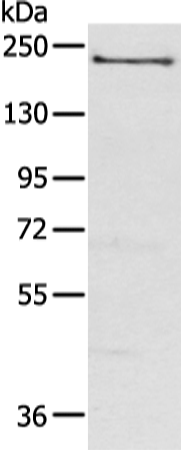 Rabbit Polyclonal Antibody to NOS1