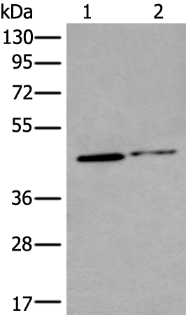 Rabbit Polyclonal Antibody to P2RY4