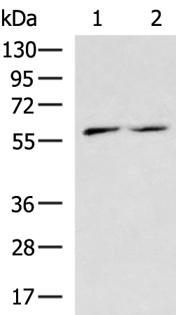 Rabbit Polyclonal Antibody to APCDD1