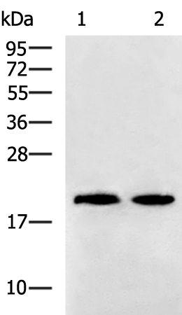 Rabbit Polyclonal Antibody to KRTAP11-1