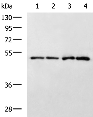 Rabbit Polyclonal Antibody to STK26