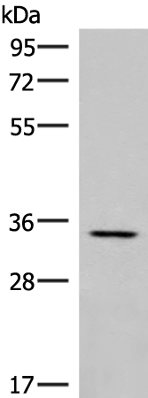 Rabbit Polyclonal Antibody to DPPA4
