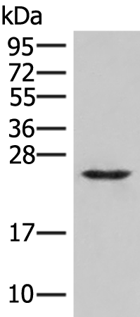 Rabbit Polyclonal Antibody to MRAS