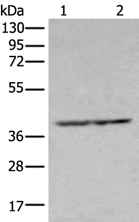 Rabbit Polyclonal Antibody to NUDT19