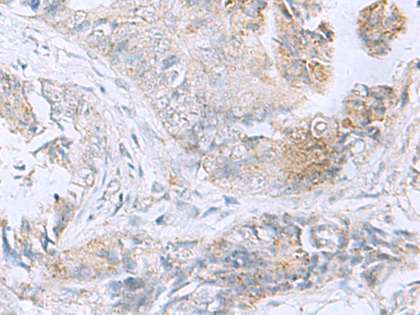 Rabbit Polyclonal Antibody to TNFSF18