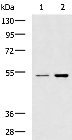 Rabbit Polyclonal Antibody to GSK3A
