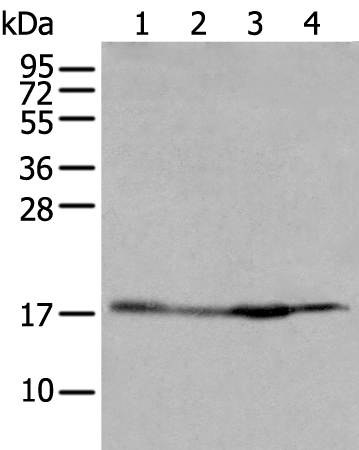 Rabbit Polyclonal Antibody to H2BC11