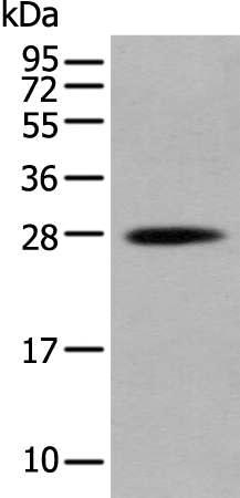 Rabbit Polyclonal Antibody to HOXB6