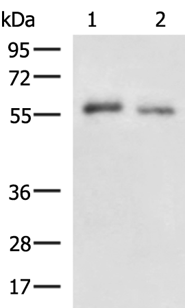 Rabbit Polyclonal Antibody to STEAP2
