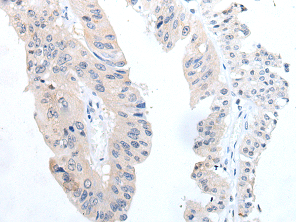 Rabbit Polyclonal Antibody to TGFB3