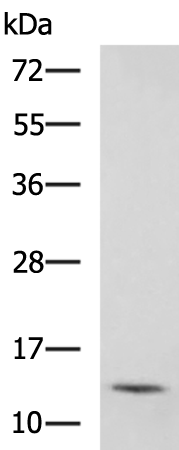 Rabbit Polyclonal Antibody to DDT