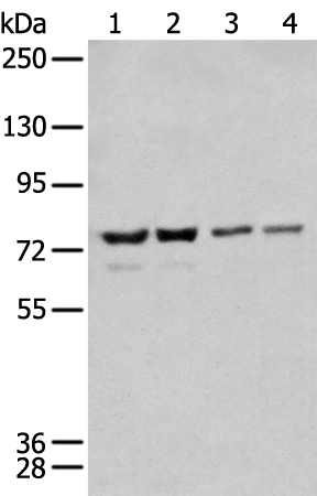 Rabbit Polyclonal Antibody to MEN1