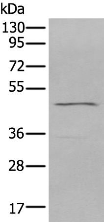 Rabbit Polyclonal Antibody to CHRM2