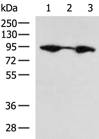 Rabbit Polyclonal Antibody to CANX