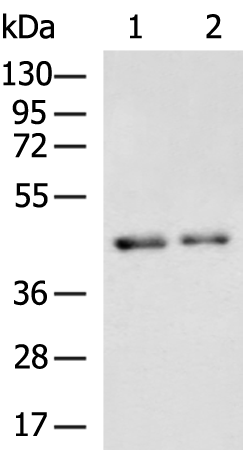 Rabbit Polyclonal Antibody to CNP