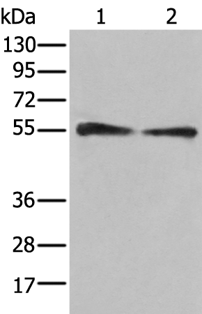 Rabbit Polyclonal Antibody to DES