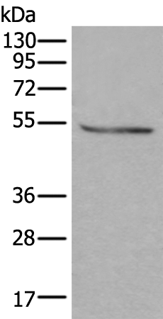 Rabbit Polyclonal Antibody to DOK2