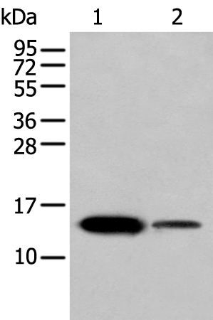 Rabbit Polyclonal Antibody to FABP3