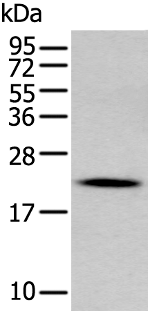 Rabbit Polyclonal Antibody to GKN2