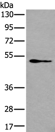 Rabbit Polyclonal Antibody to GATA3