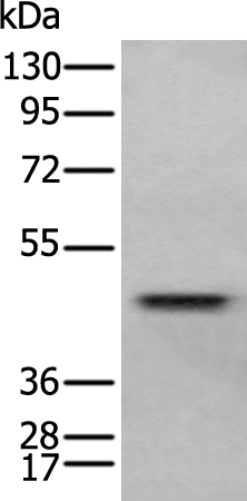 Rabbit Polyclonal Antibody to GATA2