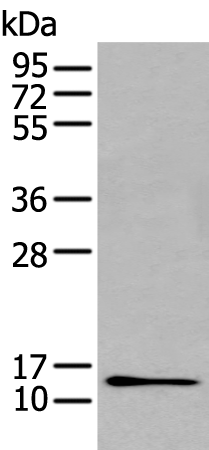 Rabbit Polyclonal Antibody to GHRL