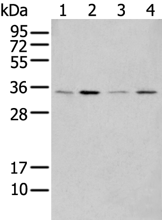 Rabbit Polyclonal Antibody to HOXC4