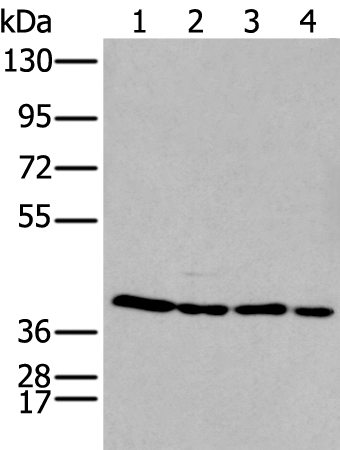 Rabbit Polyclonal Antibody to HOXD3