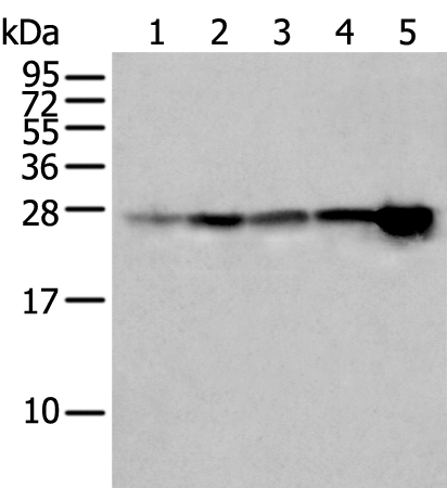 Rabbit Polyclonal Antibody to HSPB1