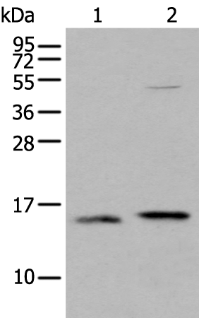 Rabbit Polyclonal Antibody to IFITM1