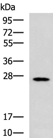 Rabbit Polyclonal Antibody to MBL2