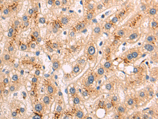 Rabbit Polyclonal Antibody to LINGO1