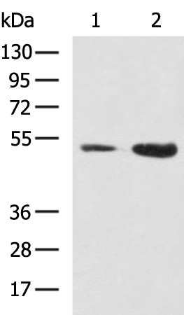 Rabbit Polyclonal Antibody to STK11