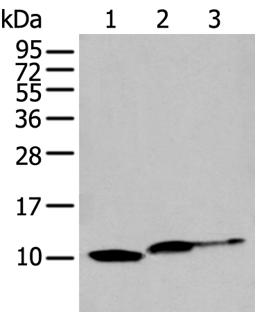 Rabbit Polyclonal Antibody to MIF