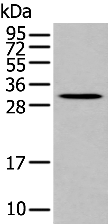 Rabbit Polyclonal Antibody to POMC