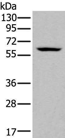 Rabbit Polyclonal Antibody to ZNF76