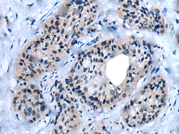 Rabbit Polyclonal Antibody to UNC93B1