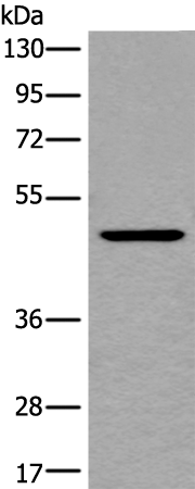 Rabbit Polyclonal Antibody to BMP4