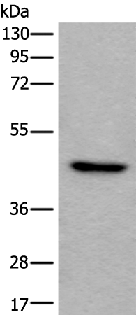 Rabbit Polyclonal Antibody to BRS3