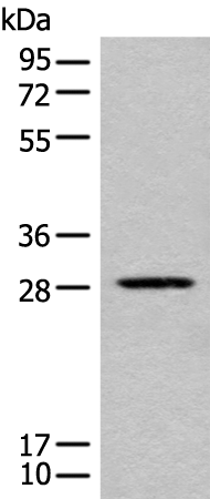 Rabbit Polyclonal Antibody to CITED1