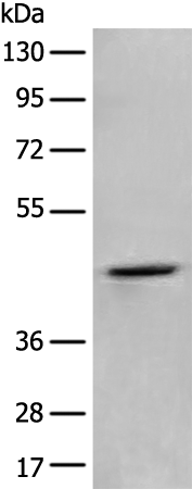 Rabbit Polyclonal Antibody to ADRA2A