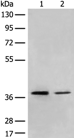 Rabbit Polyclonal Antibody to MBD2