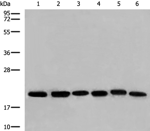 Rabbit Polyclonal Antibody to ARF3