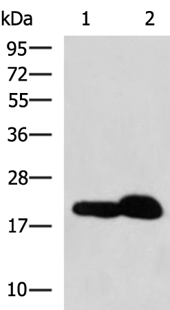 Rabbit Polyclonal Antibody to PSEN1